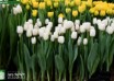 Tulipa Ice Rif ® (1)